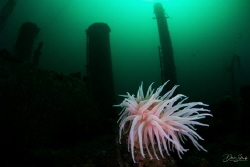 Cold water anemone and wreck in Gulen by Daniel Strub 